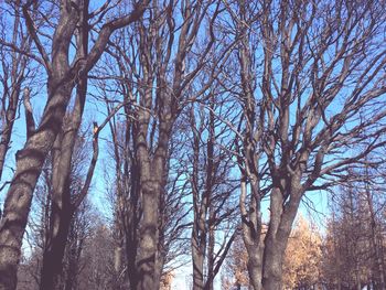 Low angle view of bare trees against sky