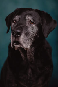 Close-up portrait of a dog