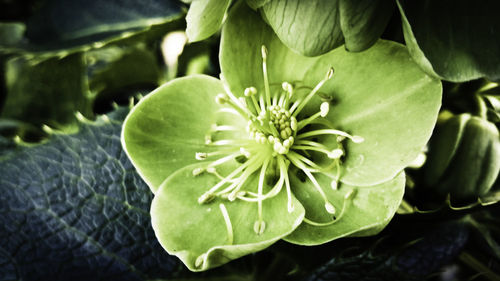 Close-up of green leaves