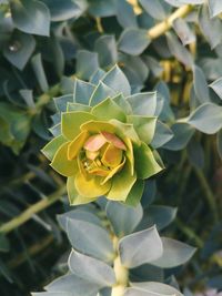 Close-up of yellow flowering plant