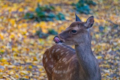 Close-up of deer on field