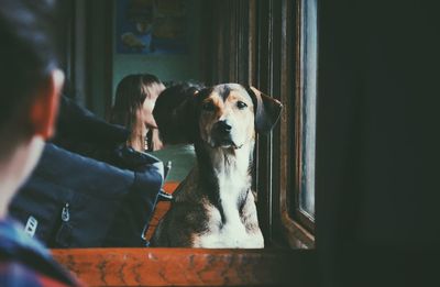 Portrait of dog looking through window at home