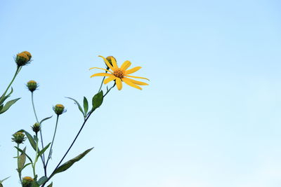 Low angle view of flowering plant against clear blue sky