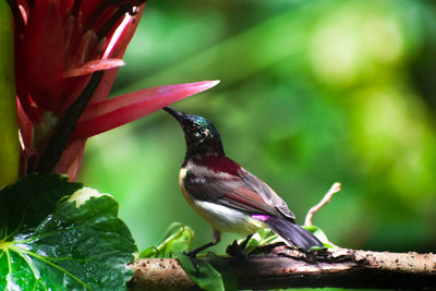 Close-up of bird perching on plant