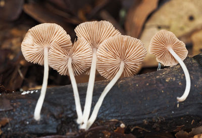 Close-up of mushrooms