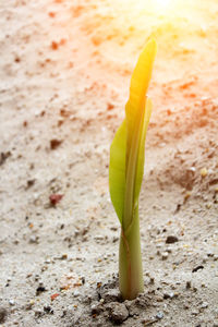 High angle view of plant growing on land