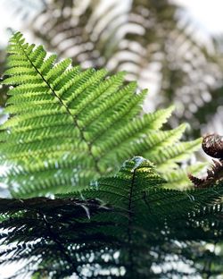 Close-up of fern leaves