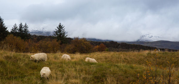 Sheep in a field