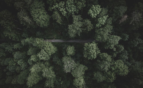 Full frame shot of trees in forest