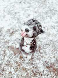Portrait of dog on field