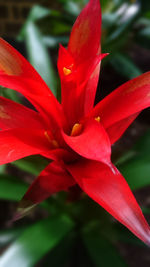 Close-up of fresh red day lily blooming outdoors