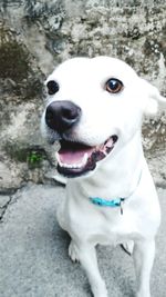 Portrait of dog sitting outdoors