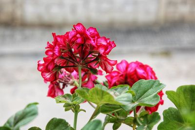 Close-up of red flowering plant