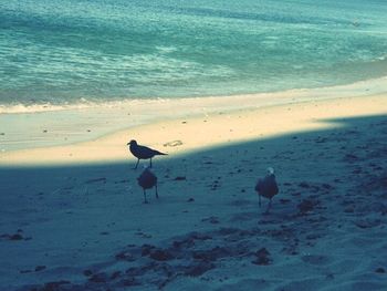 Seagull flying over sea