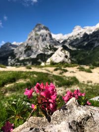 Pink flowers growing on rock against sky