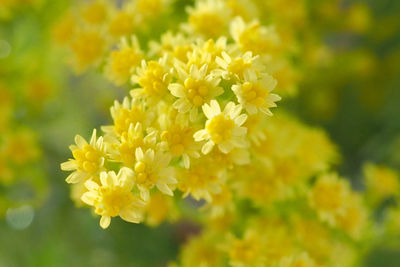 Close-up of yellow flowering plant