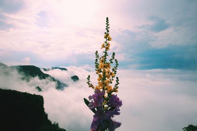 Close-up of purple flowering plant against sky