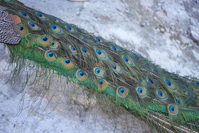 Close-up of peacock