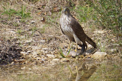 View of an animal on field