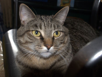 Close-up portrait of cat