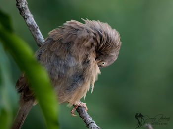 Close-up of a bird perching on branch