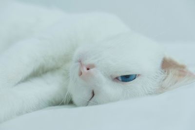 Close-up of portrait of cat relaxing on bed