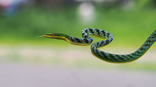 Close-up of snake