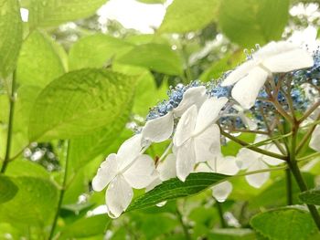 Close-up of white flowers