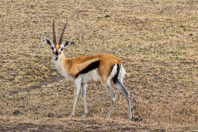 Male antelope in serengeti savannah tanzania