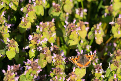 Close-up of butterfly pollinating on purple flower