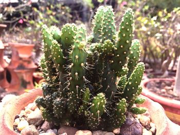 Close-up of cactus growing on potted plant