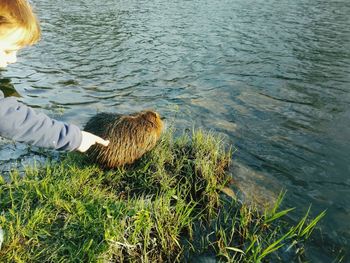 Low section of person with ducks in lake