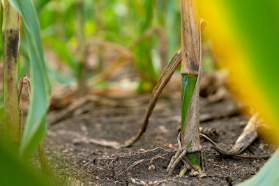 Close-up of grasshopper on land