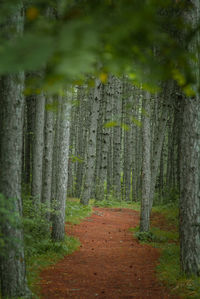 Road amidst trees in forest