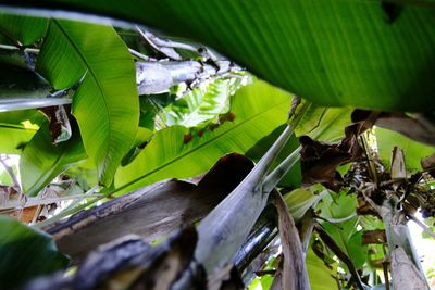 Close-up of a lizard on plant