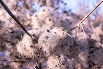 Close-up of plant against sky