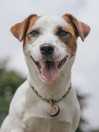 Close-up portrait of a dog