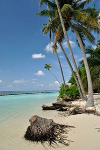 Palm tree on beach against sky