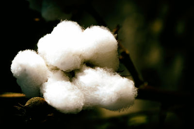 Close-up of white flower