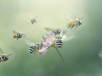 Close-up of bee pollinating flower