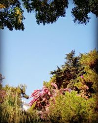 Pink flowering plants and trees against sky