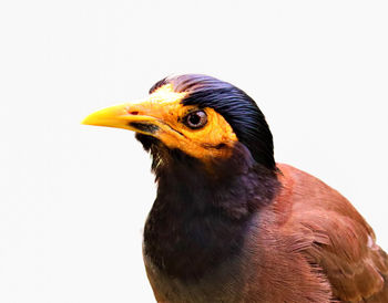 Close-up of a bird against white background