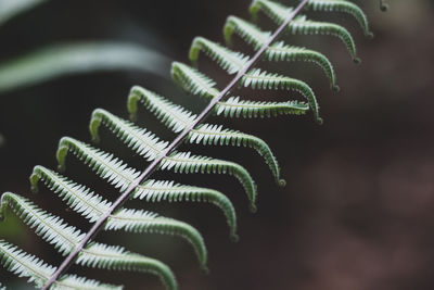 Close-up of plant