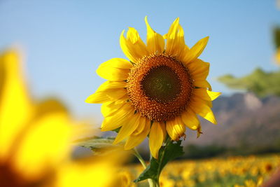 Close-up of sunflower