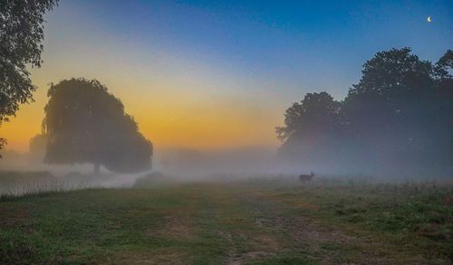 Trees on field against sky during sunset