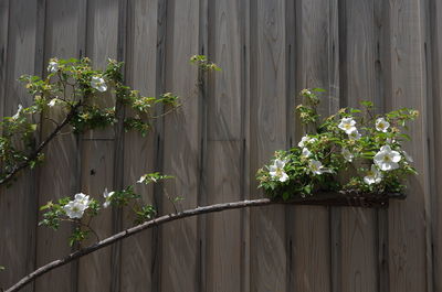 Full frame shot of white flowers