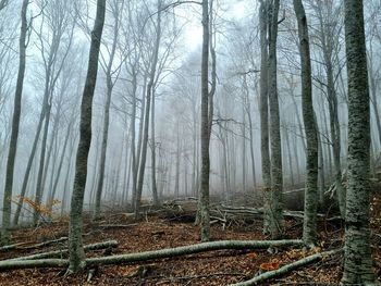 Bare trees in forest