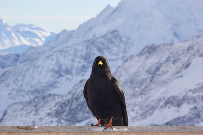 Close-up of bird perching against mountain