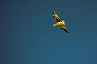 Low angle view of eagle flying in sky