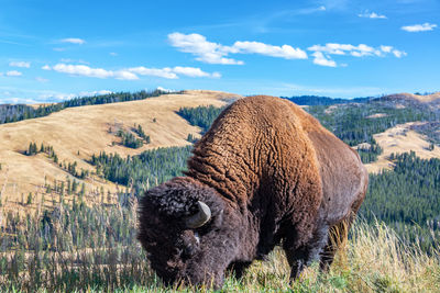 Animal grazing on field against sky